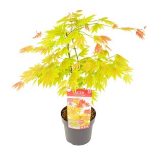 Acer shirasawanum Moonrise