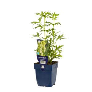 Aconitum napellus Album