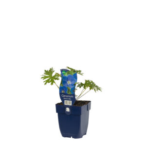 Geranium Johnson's Blue