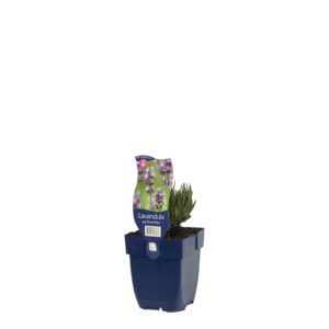 Lavandula angustifolia Dwarf Blue