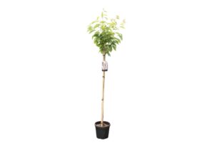 Prunus serrulata Kanzan