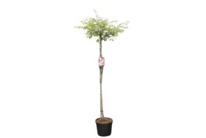 Prunus subhirtella Autumnalis Rosea