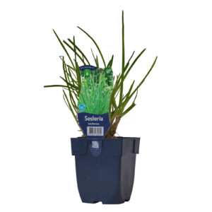 Sesleria heufleriana