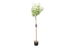 Syringa vulgaris Andenken an Ludwig Späth
