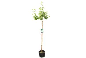 Syringa vulgaris Mme Lemoine