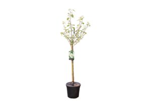 Viburnum plicatum Tennessee