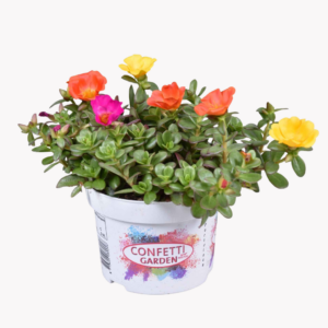 Portulaca Confetti