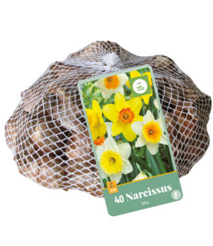 Narcissus grootkronig mix