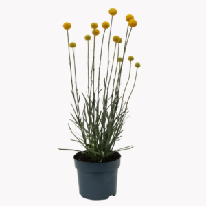 Craspedia globosa Golf Beauty