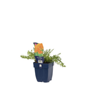 Achillea Terracotta