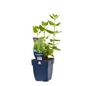 Agastache rugosa Alabaster