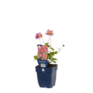 Anemone hupehensis Splendens