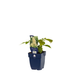Aruncus dioicus