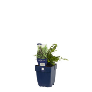 Athyrium niponicum Metallicum