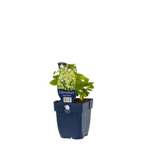 Epimedium youngianum Niveum