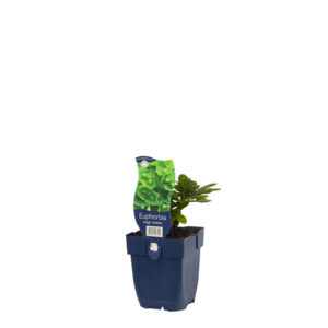 Euphorbia amygdaloides Robbiae