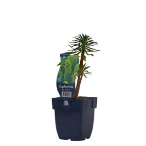 Euphorbia characias Wulfenii