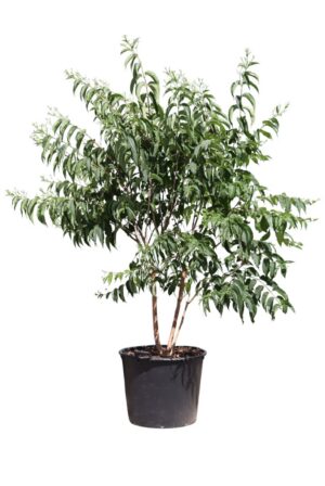 Heptacodium miconioides