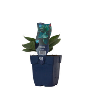 Hosta Big Daddy