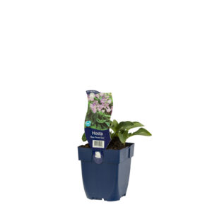 Hosta Blue Mouse Ears