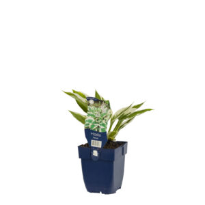 Hosta Patriot