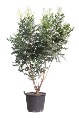 Koelreuteria paniculata