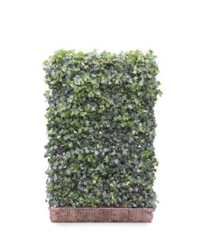 Hedera helix Green Ripple Kant-en-Klaar Haag