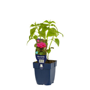 Monarda Marshall's Delight