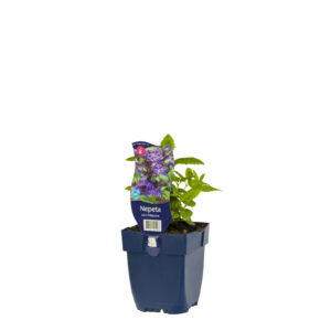 Nepeta nervosa Neptune