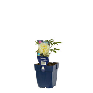 Paeonia Duchesse de Nemours