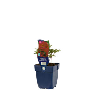 Paeonia Karl Rosenfield