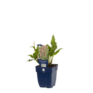 Persicaria amplexicaulis Rosea