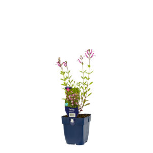 Salvia greggii Joy