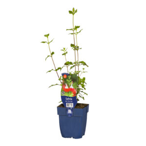 Salvia microphylla Hot Lips