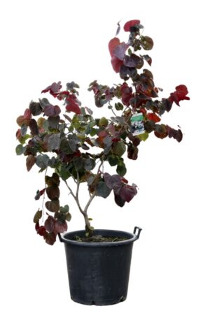 Cercis canadensis Forest Pansy