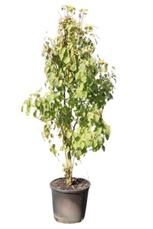 Davidia involucrata