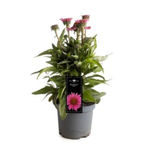 Echinacea Sunseekers Pink