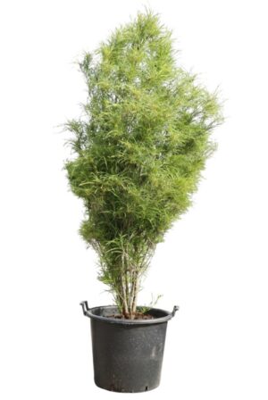 Frangula alnus Fine Line