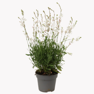 Gaura lindheimeri Belleza White