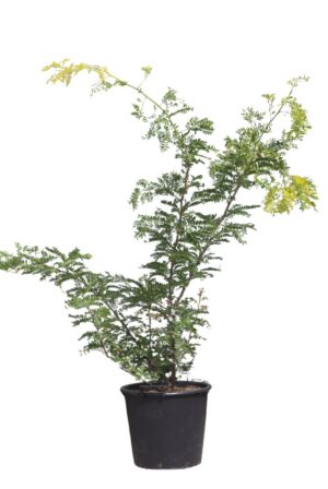 Gleditsia triacanthos Sunburst