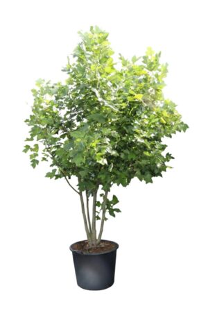 Liriodendron tulipifera