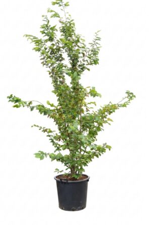Parrotia persica Vanessa