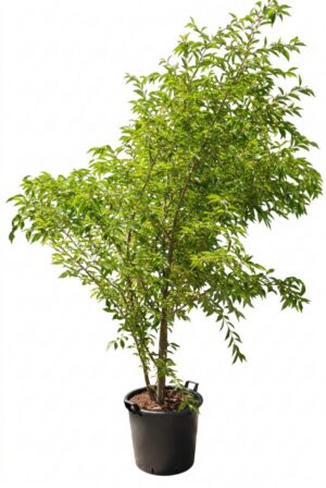 Prunus Mieke