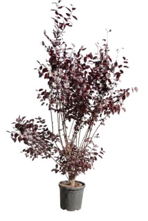 Prunus cerasifera Nigra