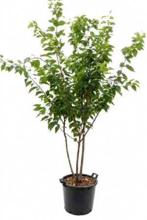 Prunus serrulata Kanzan