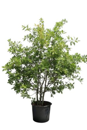 Quercus palustris