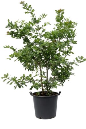 Quercus robur