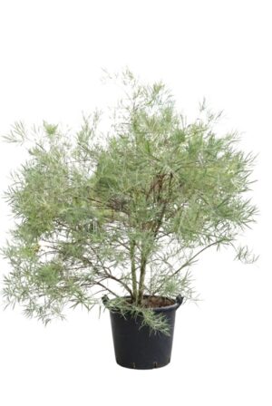 Salix rosmarinifolia