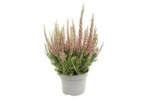 Calluna vulgaris Beauty Ladies