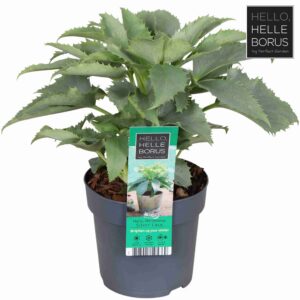 Helleborus argutifolius Silver Lace